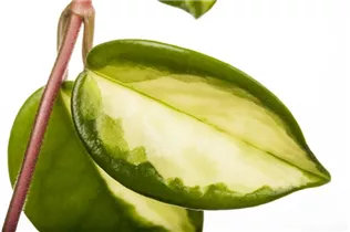 Peperomia obtusifolia 'Variegata' - Zwergpfeffer 'Variegata' Peperomia obtusifolia 'Variegata' - Zwergpfeffer 'Variegata'