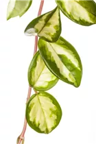 Peperomia obtusifolia 'Variegata' - Zwergpfeffer 'Variegata' Peperomia obtusifolia 'Variegata' - Zwergpfeffer 'Variegata'