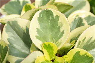 Peperomia obtusifolia 'Variegata' - Zwergpfeffer 'Variegata' Peperomia obtusifolia 'Variegata' - Zwergpfeffer 'Variegata'