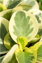 Peperomia obtusifolia 'Variegata' - Zwergpfeffer 'Variegata' Peperomia obtusifolia 'Variegata' - Zwergpfeffer 'Variegata'