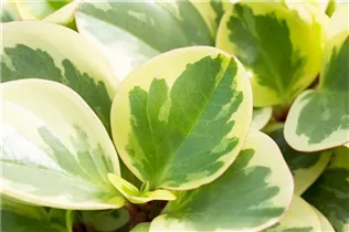 Peperomia obtusifolia 'Variegata' - Zwergpfeffer 'Variegata' Peperomia obtusifolia 'Variegata' - Zwergpfeffer 'Variegata'