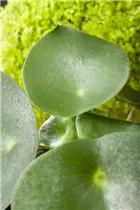 Peperomia polybotrya 'Raindrop' - Peperomie 'Raindrop' Peperomia polybotrya 'Raindrop' - Peperomie 'Raindrop'