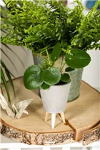 Peperomia polybotrya 'Raindrop' - Peperomie 'Raindrop' Peperomia polybotrya 'Raindrop' - Peperomie 'Raindrop'