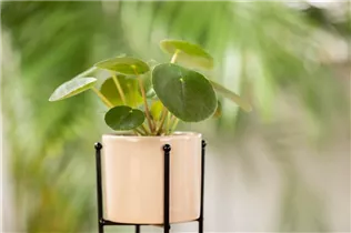 Peperomia polybotrya 'Raindrop' - Peperomie 'Raindrop' Peperomia polybotrya 'Raindrop' - Peperomie 'Raindrop'