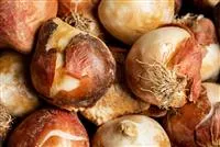 - Herbstblühende Blumenzwiebeln färben den Herbst schön bunt  - Herbstblühende Blumenzwiebeln färben den Herbst schön bunt