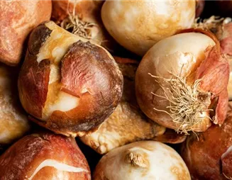 Herbstblühende Blumenzwiebeln färben den Herbst schön bunt