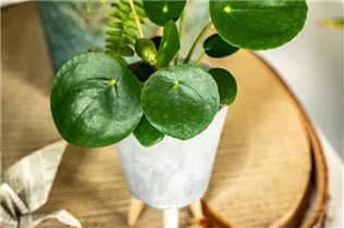 Peperomia polybotrya 'Raindrop' - Peperomie 'Raindrop' Peperomia polybotrya 'Raindrop' - Peperomie 'Raindrop'