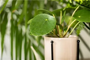 Peperomia polybotrya 'Raindrop' - Peperomie 'Raindrop' Peperomia polybotrya 'Raindrop' - Peperomie 'Raindrop'