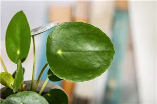 Peperomia polybotrya 'Raindrop' - Peperomie 'Raindrop' Peperomia polybotrya 'Raindrop' - Peperomie 'Raindrop'