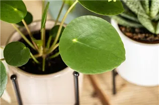 Peperomia polybotrya 'Raindrop' - Peperomie 'Raindrop' Peperomia polybotrya 'Raindrop' - Peperomie 'Raindrop'