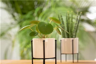 Peperomia polybotrya 'Raindrop' - Peperomie 'Raindrop' Peperomia polybotrya 'Raindrop' - Peperomie 'Raindrop'