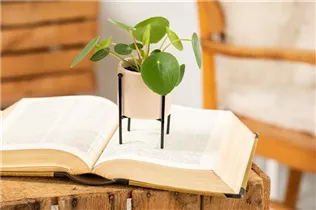 Peperomia polybotrya 'Raindrop' - Peperomie 'Raindrop' Peperomia polybotrya 'Raindrop' - Peperomie 'Raindrop'