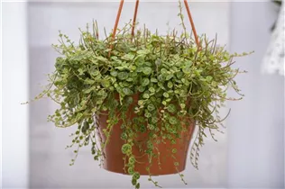 Peperomia prostrata - Zwergpfeffer Peperomia prostrata - Zwergpfeffer