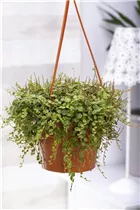 Peperomia prostrata - Zwergpfeffer Peperomia prostrata - Zwergpfeffer
