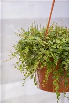 Peperomia prostrata - Zwergpfeffer Peperomia prostrata - Zwergpfeffer