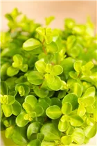 Peperomia rotundifolia - Zwergpfeffer Peperomia rotundifolia - Zwergpfeffer