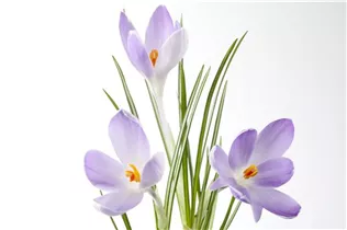 Blumenzwiebeln - Krokusse Sativus / Herbstblüh. Krokus rosa-blau, 8 Stück Blumenzwiebeln - Krokusse Sativus / Herbstblüh. Krokus rosa-blau, 8 Stück