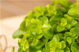 Peperomia rotundifolia - Zwergpfeffer Peperomia rotundifolia - Zwergpfeffer