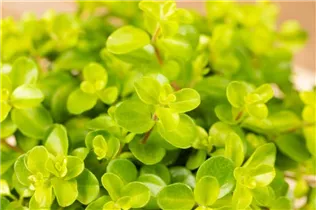 Peperomia rotundifolia - Zwergpfeffer Peperomia rotundifolia - Zwergpfeffer