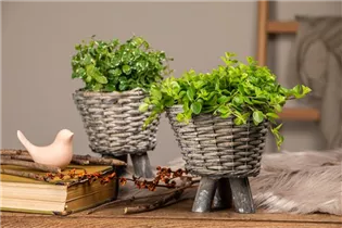 Peperomia rotundifolia - Zwergpfeffer Peperomia rotundifolia - Zwergpfeffer