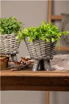 Peperomia rotundifolia - Zwergpfeffer Peperomia rotundifolia - Zwergpfeffer