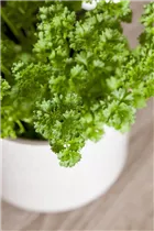 Petroselinum crispum 'Mooskrause 2' - Krause Petersilie 'Mooskrause 2'