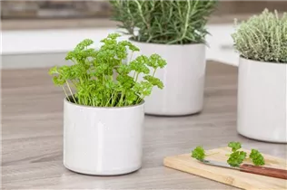 Petroselinum crispum 'Mooskrause 2' - Krause Petersilie 'Mooskrause 2'