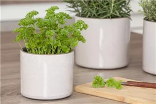 Petroselinum crispum 'Mooskrause 2' - Krause Petersilie 'Mooskrause 2'