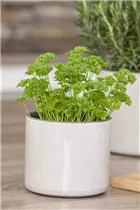 Petroselinum crispum 'Mooskrause 2' - Krause Petersilie 'Mooskrause 2'