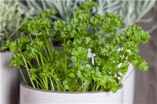 Petroselinum crispum 'Mooskrause 2' - Krause Petersilie 'Mooskrause 2'