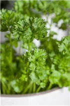 Petroselinum crispum 'Mooskrause 2' - Krause Petersilie 'Mooskrause 2'