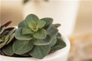 Peperomia verticillata - Peperomie