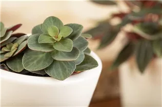 Peperomia verticillata - Peperomie
