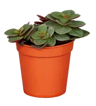 Peperomia verticillata - Peperomie