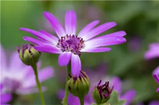 Pericallis Primavera™ - Pericallis Primavera™