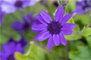 Pericallis Primavera™ - Pericallis Primavera™