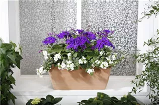 Pericallis Senetti® - Aschenblume Pericallis Senetti® - Aschenblume