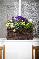 Pericallis Senetti® - Aschenblume Pericallis Senetti® - Aschenblume