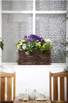 Pericallis Senetti® - Aschenblume Pericallis Senetti® - Aschenblume