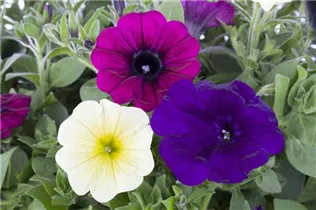 Petunia - Petunie Petunia - Petunie