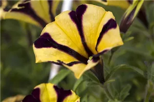 Petunia - Petunie Petunia - Petunie