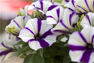 Petunia - Petunie Petunia - Petunie
