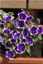 Petunia - Petunie Petunia - Petunie