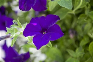 Petunia - Petunie Petunia - Petunie