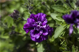 Petunia - Petunie Petunia - Petunie
