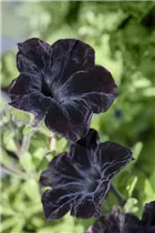 Petunia - Petunie Petunia - Petunie