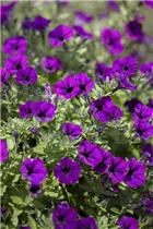 Petunia - Petunie Petunia - Petunie