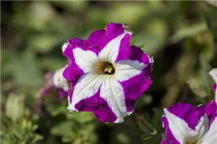 Petunia - Petunie Petunia - Petunie