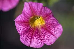 Petunia - Petunie Petunia - Petunie