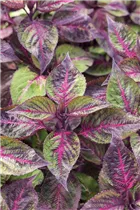 Perilla frutescens - Schwarznessel Perilla frutescens - Schwarznessel